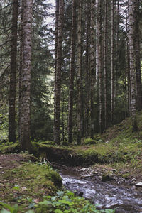 Stream flowing amidst trees in forest