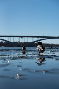 Close-up of birds perching on shore against clear sky