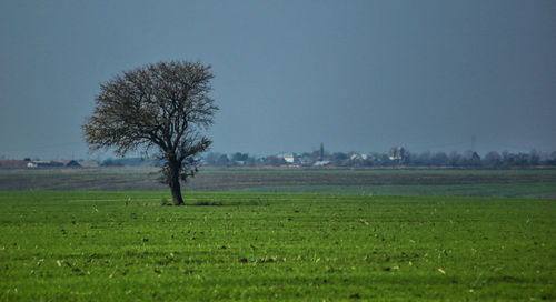 Scenic view of grassy field against sky