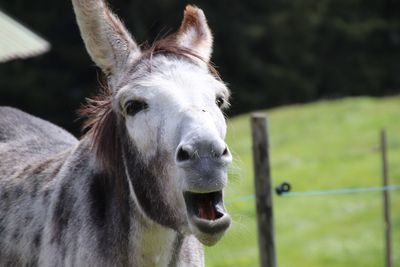 Close-up of a horse in ranch