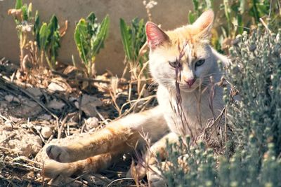 Portrait of cat relaxing on field