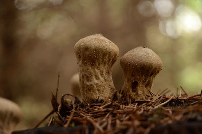 Close-up of mushroom growing on field