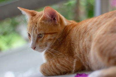 Close-up of a cat looking away