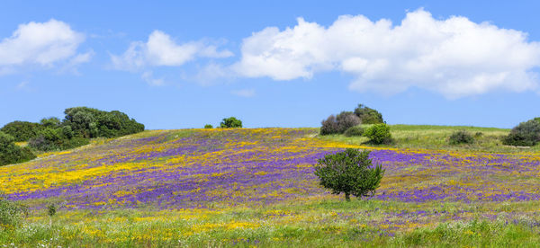 Panorama of a field blooming in spring with yellow daisies and purple flowers against clear blue sky