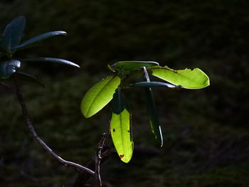 Close-up of insect on leaf