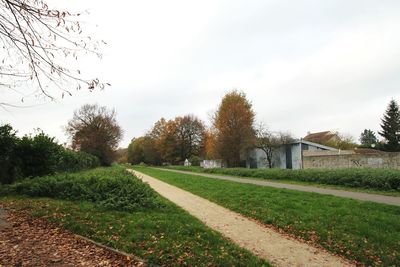 Trees on grassy field