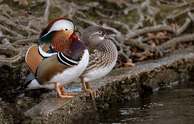 Birds in a lake