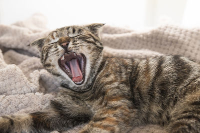 Close-up of cat lying on bed at home