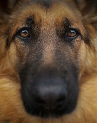 Close-up portrait of dog