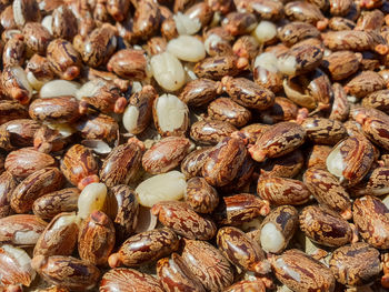 Full frame shot of castor seed for sale at market stall