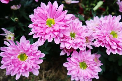 Close-up of pink flowering plants in park