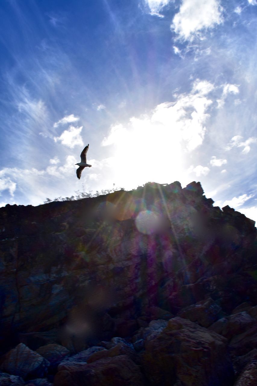 LOW ANGLE VIEW OF BIRD FLYING AGAINST THE SKY