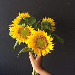 Close-up of hand holding yellow flowers