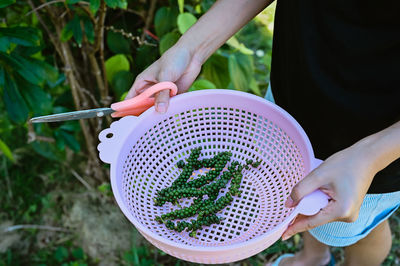 Series photo young woman harvest a fresh pepper from the tree and contain in basket