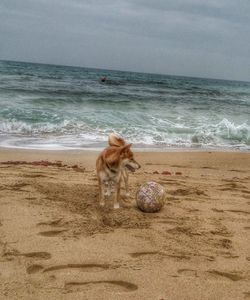 Scenic view of beach at dusk