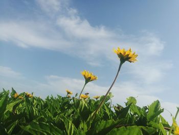 Low angle view of yellow flowers blooming against sky