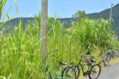 Plants growing on field against clear blue sky