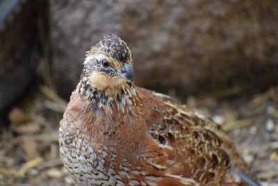 Close-up of a bird looking away