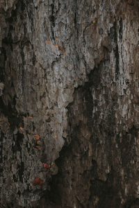 Full frame shot of tree trunk