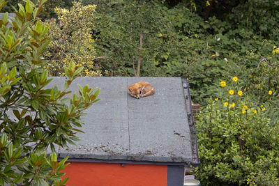 View of an animal on plant