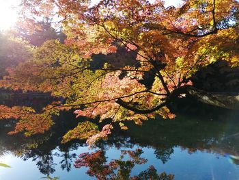 Cherry tree by lake during autumn