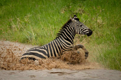 Plains zebra struggling towards riverbank in spray