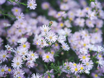 Close-up of purple daisy flowers