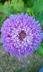 Close-up of purple flower blooming outdoors