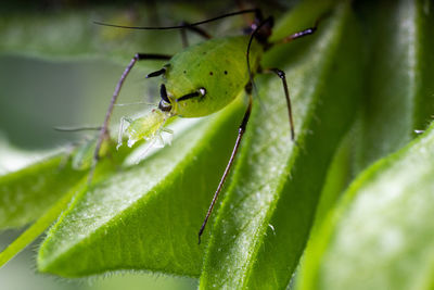 Close-up of insect on leaf