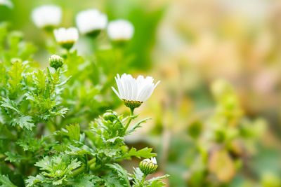 Close-up of white flowering plant