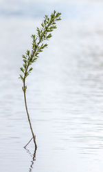 Plant growing on tree