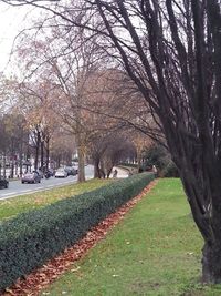 View of bare trees in park