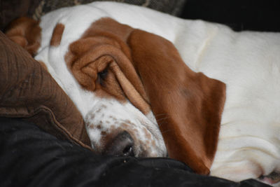 High angle view of dog sleeping on bed at home