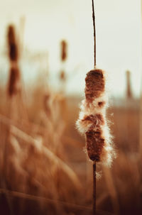 Close-up of plant against sky