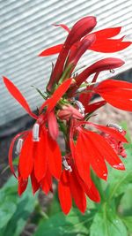 Close-up of red hibiscus flower