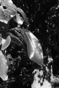 Close-up of insect on tree