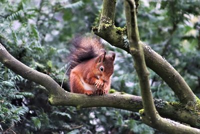 Squirrel on a tree