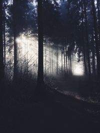 Sunlight streaming through trees in forest