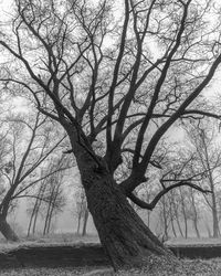 Bare tree on field