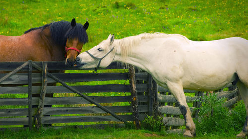 Horses in the field