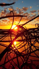 Close-up of silhouette tree against sky during sunset
