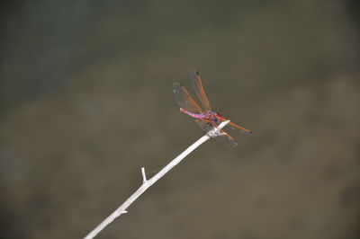 Close-up of grasshopper on twig