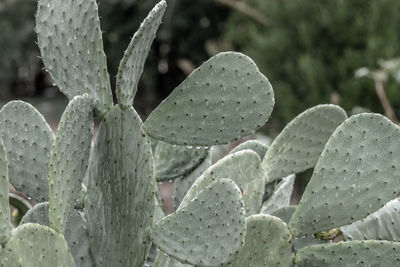 Close-up of succulent plant