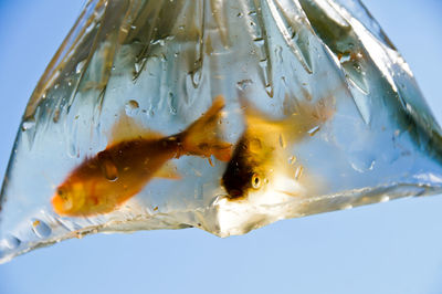 Close-up of fish in plastic bag against clear sky