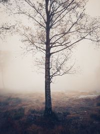 Tree on field against sky during foggy weather