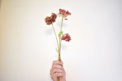 Close-up of hand holding pink rose against white background