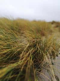 Close-up of grass on field against sky