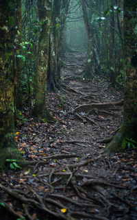 Walkway amidst trees in forest