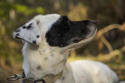 Close-up of dog looking away