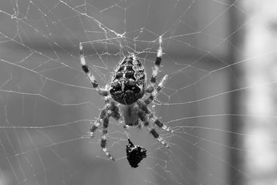Close-up of spider on web